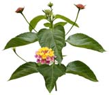 02-a(高解像度切り抜き花写真画像の見本)