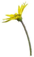 03-a(高解像度切り抜き花写真画像の見本)