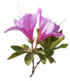 04-a(高解像度切り抜き花写真画像の見本)