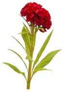 06-a(高解像度切り抜き花写真画像の見本)