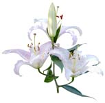 12-a(切り抜き花写真画像の見本)