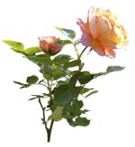 14-a(高解像度切り抜き花写真画像の見本)