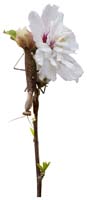15(カマキリ)-a(切り抜き花写真画像の見本)
