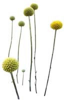 16-a(キリヌキ花写真画像の見本)