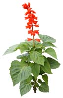 28-a(高解像度切り抜き花写真画像の見本)