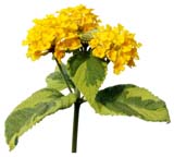 31-a(高解像度キリヌキ花写真画像の見本)