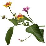 32-a(高解像度切り抜き花写真画像の見本)