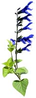 35-a(高解像度キリヌキ花写真画像の見本)